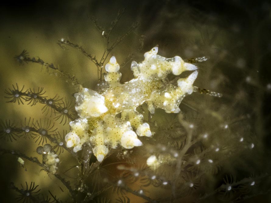 Eubranchus sp. 28